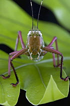 Katydid (Moncheca sp) portrait, Brownsberg Reserve, Surinam