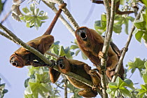 Red Howler Monkey (Alouatta seniculus) trio howling, Puerto Ordaz, Venezuela