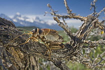 Sagebrush Grig (Cyphoderris strepitans) male, Grand Teton National Park, Wyoming