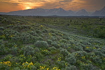 Sunset over sagebrush meadow, Grand Teton National Park, Wyoming