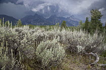 Sedge vegetation, Grand Teton National Park, Wyoming