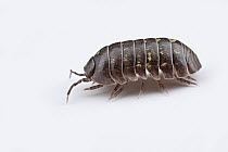 Pillbug (Armadillidium sp), Woburn, Massachusetts