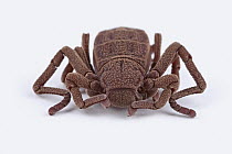 Atewa Hooded Spider (Ricinoides atewa), Atewa Range, Ghana
