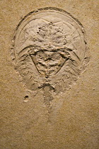 Horseshoe Crab (Mesolimulus walchi) fossil, from the Jurassic Solnhofen formation, Germany