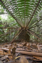 Leaf litter composed entirely of cycad leaves, Modjadji Cycad Reserve, South Africa
