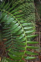 Cycad (Cycas sp) new leaf, Modjadji Cycad Reserve, Limpopo, South Africa
