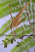 Katydid (Tylopsis continua), Modjadji Cycad Reserve, South Africa