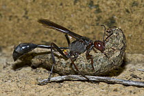 Sand Wasp (Sphecidae) female dragging paralyzed caterpillar to her borrow to feed her larvae, Modjadji Cycad Reserve, South Africa