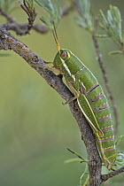 Wingless Grasshopper (Lentulidae) retain their nymphal appearance throughout their life, Maloti Mountains, Lesotho