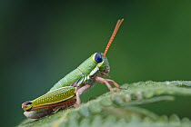Wingless Grasshopper (Lentulidae) retain their nymphal appearance throughout their life, Kwazulu Natal, South Africa