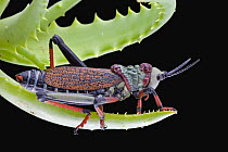 Koppie Foam Grasshopper (Dictyophorus spumans) with aposematic coloration to warn predators about their toxins, Kwazulu Natal, South Africa