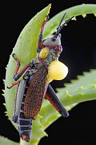 Grasshopper with aposematic coloration aerates toxic blood as a defensive behavior, Kwazulu Natal, South Africa