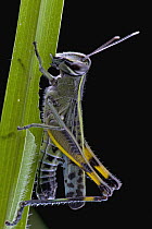 Grasshopper, Ingeli Forest, Kwazulu Natal, South Africa