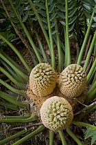 Modjadji Cycad (Encephalartos transvenosus) male cones, Mkambati Nature Reserve, South Africa