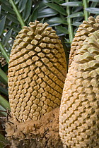 Modjadji Cycad (Encephalartos transvenosus) male cones, Mkambati Nature Reserve, Eastern Cape, South Africa