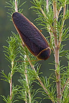 Cape Mountain Cockroach (Aptera fusca) female, Baviaanskloof Nature Reserve, Eastern Cape, South Africa