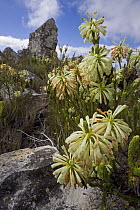 Heath (Ericaceae) in fynbos habitat, Jonaskop, South Africa