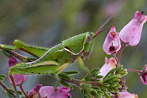 Grasshopper, newly discovered species, from fynbos habitat, Jonaskop, Western Cape, South Africa