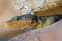 Karoo Girdled Lizard (Cordylus polyzonus), Cederberg Wilderness Area, Western Cape, South Africa