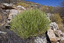 Dicot (Euphorbia sp) in fynbos habitat, Cederberg Wilderness Area, South Africa