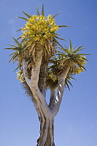 Bastard Quiver Tree (Aloe pillansii) flowering, Richtersveld, South Africa