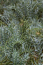 Cycad spikes on leaves, Kirstenbosch National Botanica, Cape Town, South Africa
