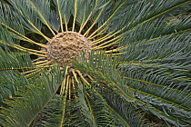 White-haired Cycad (Encephalartos friderici-guilielmi) is just about to produce a new set of leaves, Kirstenbosch Garden, Cape Town, Western Cape, South Africa