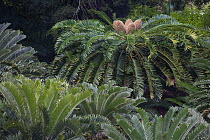 Cycad (Cycas sp) with mature male cones, Kirstenbosch Garden, Cape Town, Western Cape, South Africa