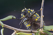 Jewel Beetle (Julodis sp), Richtersveld, Northern Cape, South Africa