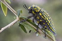 Jewel Beetle (Julodis sp) in succulent karoo habitat, Richtersveld, South Africa
