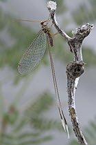 Ribbon-wing Lacewing (Nemia costalis), Richtersveld, Northern Cape, South Africa