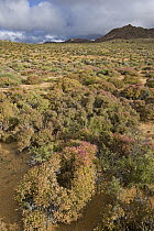Vegetation of the succulent karoo habitat, Goegap Nature Reserve, South Africa