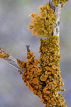 Lichen in succulent karoo habitat, Goegap Nature Reserve, South Africa