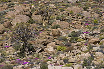 Hardveld vegetation found only in small part of the succulent karoo landscape, Goegap Nature Reserve, South Africa