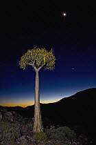 Quiver Tree (Aloe dichotoma) in succulent karoo habitat at night, Goegap Nature Reserve, Northern Cape, South Africa