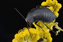 Cockroach (Deropeltis sp) on flowers, Goegap Nature Reserve, South Africa