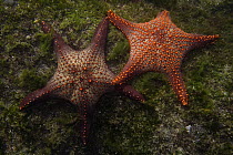 Cortez Starfish (Pentaceraster cumingi) pair, Galapagos Islands, Ecuador