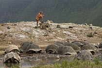 Volcan Alcedo Giant Tortoise (Chelonoidis nigra vandenburghi) group in wallow with Alan McLean lookng on, Alcedo Volcano crater floor, Isabella Island, Galapagos Islands, Ecuador