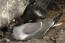 Swallow-tailed Gull (Creagrus furcatus) on nest calling, Hood Island, Galapagos Islands, Ecuador