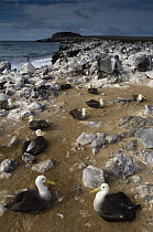 Waved Albatross (Phoebastria irrorata) colony, Hood Island, Galapagos Islands, Ecuador
