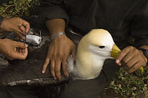 Waved Albatross (Phoebastria irrorata) with researchers attaching a satellite tracking device, Hood Island, Galapagos Islands, Ecuador