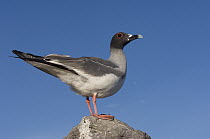 Swallow-tailed Gull (Creagrus furcatus), Hood Island, Galapagos Islands, Ecuador