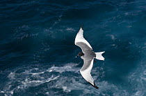 Swallow-tailed Gull (Creagrus furcatus) flying over coean, Hood Island, Galapagos Islands, Ecuador
