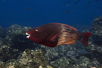 Redlip Parrotfish (Scarus rubroviolaceus), Wolf Island, Galapagos Islands, Ecuador