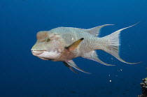 Streamer Hogfish (Bodianus diplotaenia), Wolf Island, Galapagos Islands, Ecuador