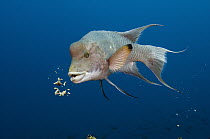 Streamer Hogfish (Bodianus diplotaenia) feeding, Wolf Island, Galapagos Islands, Ecuador