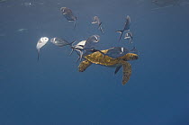 Steel Pompano (Trachinotus stilbe) group cleaning Pacific Green Sea Turtle (Chelonia mydas agassizi), Galapagos Islands, Ecuador