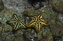 Chocolate Chip Star (Nidorellia armata) pair, Galapagos Islands, Ecuador