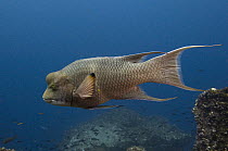 Streamer Hogfish (Bodianus diplotaenia), Wolf Island, Galapagos Islands, Ecuador