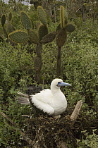 Red-footed Booby (Sula sula) incubating egg on nest, Wolf Island, Galapagos Islands, Ecuador